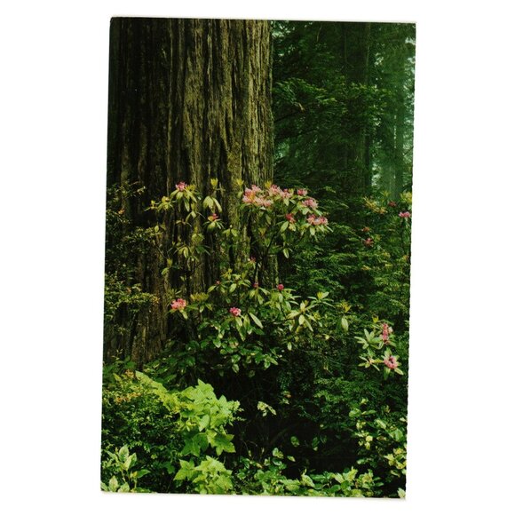 Save The Redwoods League Postcard Rhododendrons Prentice Huntington Grove CA - Picture 1 of 2
